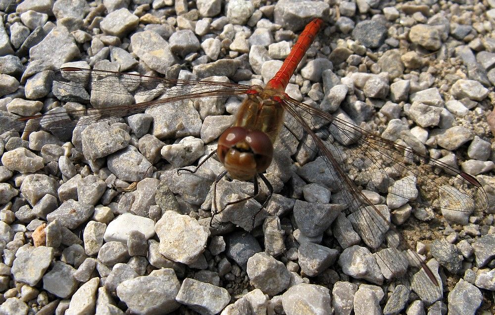 Sympetrum striolatum ?