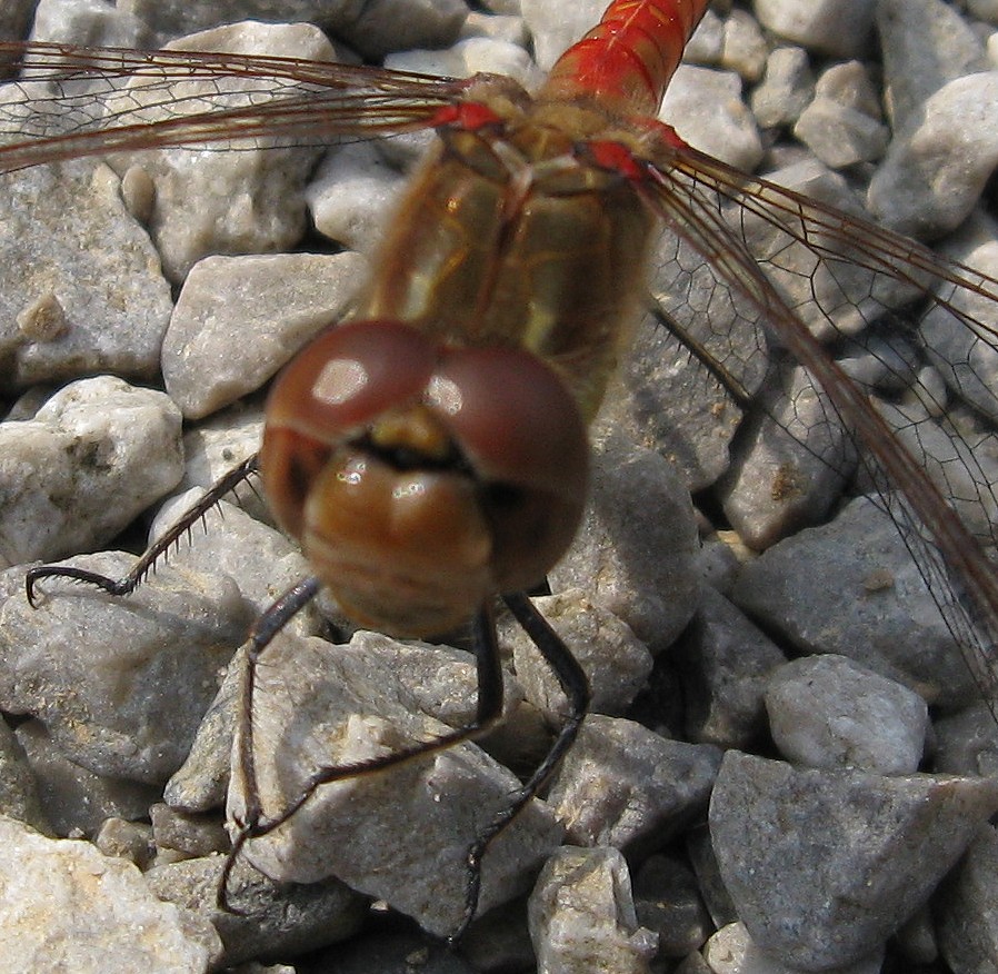 Sympetrum striolatum ?