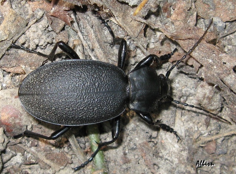 Carabus coriaceus