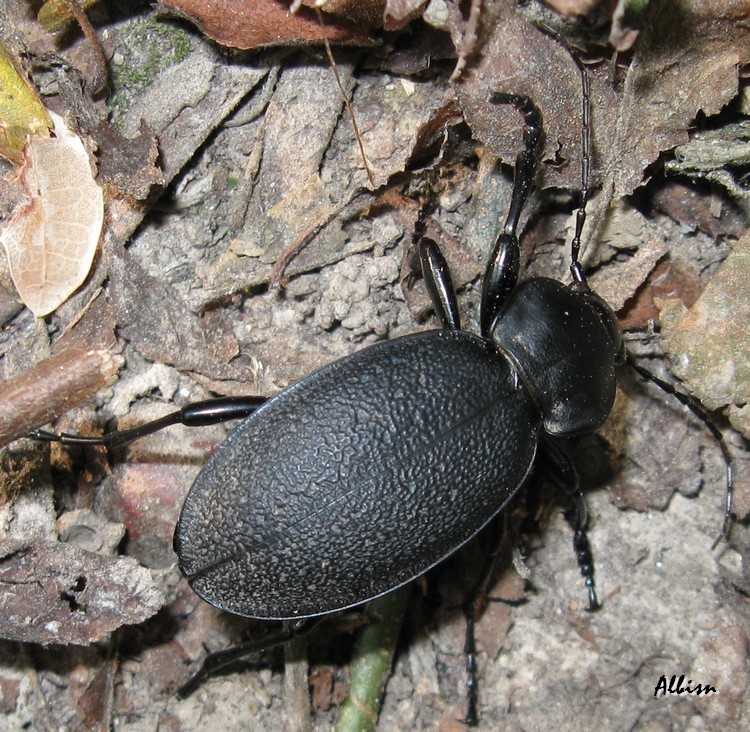 Carabus coriaceus