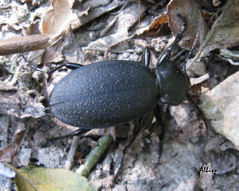 Carabus coriaceus