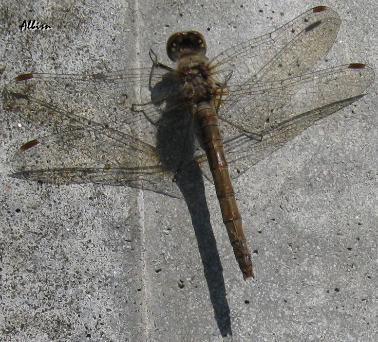 Sympetrum striolatum 2?