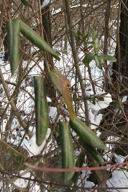 Gelo feb ''12:  effetti sulla vegetazione