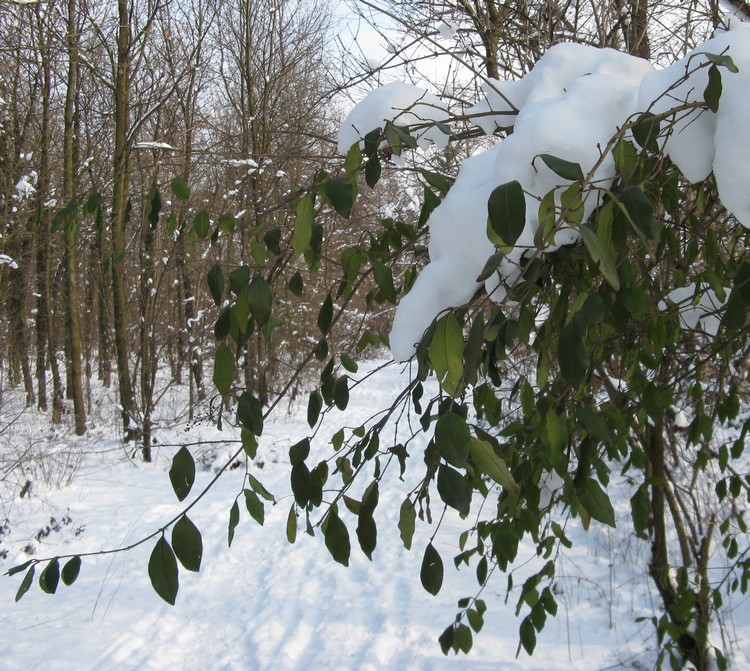 Gelo feb ''12:  effetti sulla vegetazione