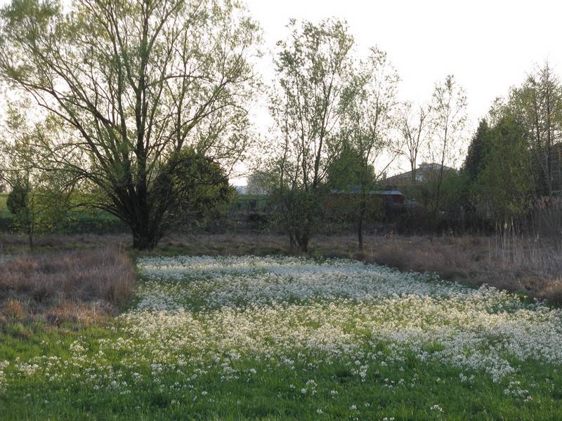 Cardamine matthioli / Billeri di Matthioli