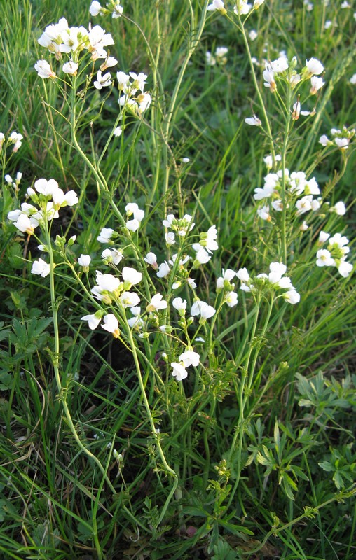 Cardamine matthioli / Billeri di Matthioli