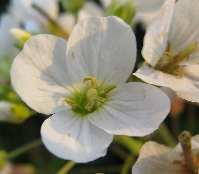 Cardamine matthioli / Billeri di Matthioli