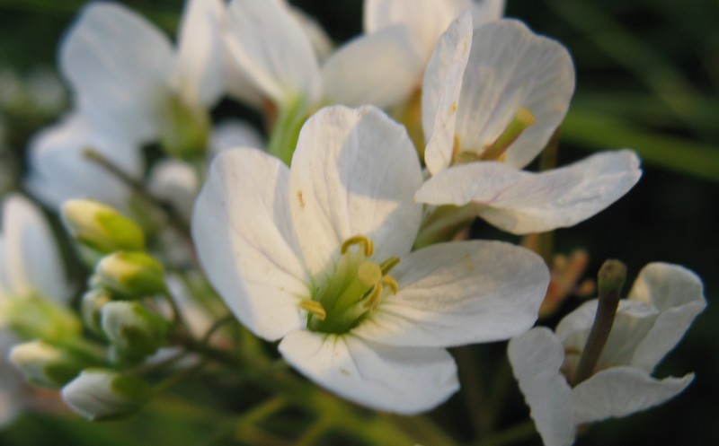 Cardamine matthioli / Billeri di Matthioli