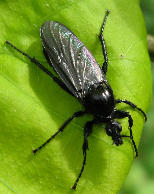 Bibio marci ♂ (Bibionidae)