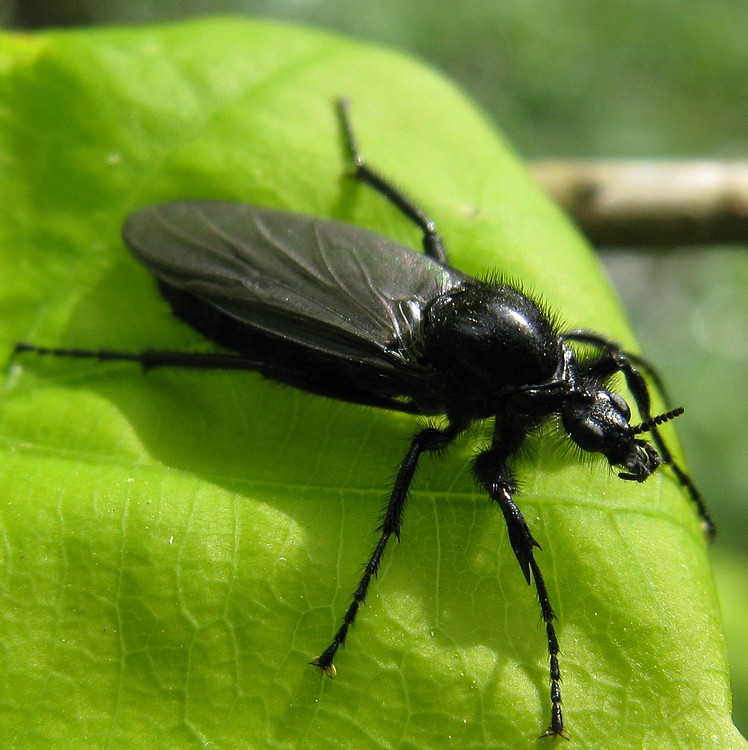 Bibio marci ♂ (Bibionidae)