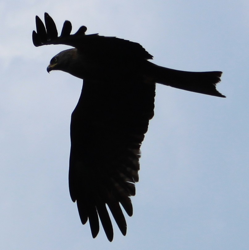 Sul cielo di Como