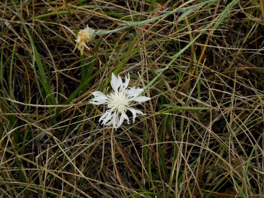 Fiocchi di neve: Centaurea jacea subsp. jacea ?