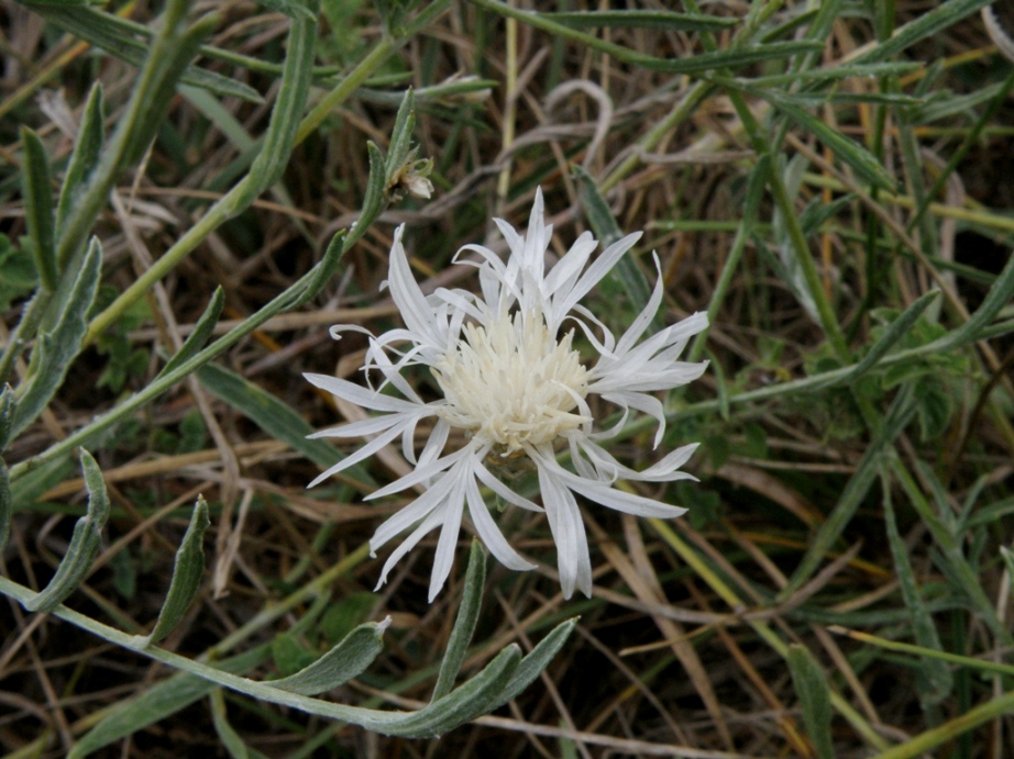 Fiocchi di neve: Centaurea jacea subsp. jacea ?