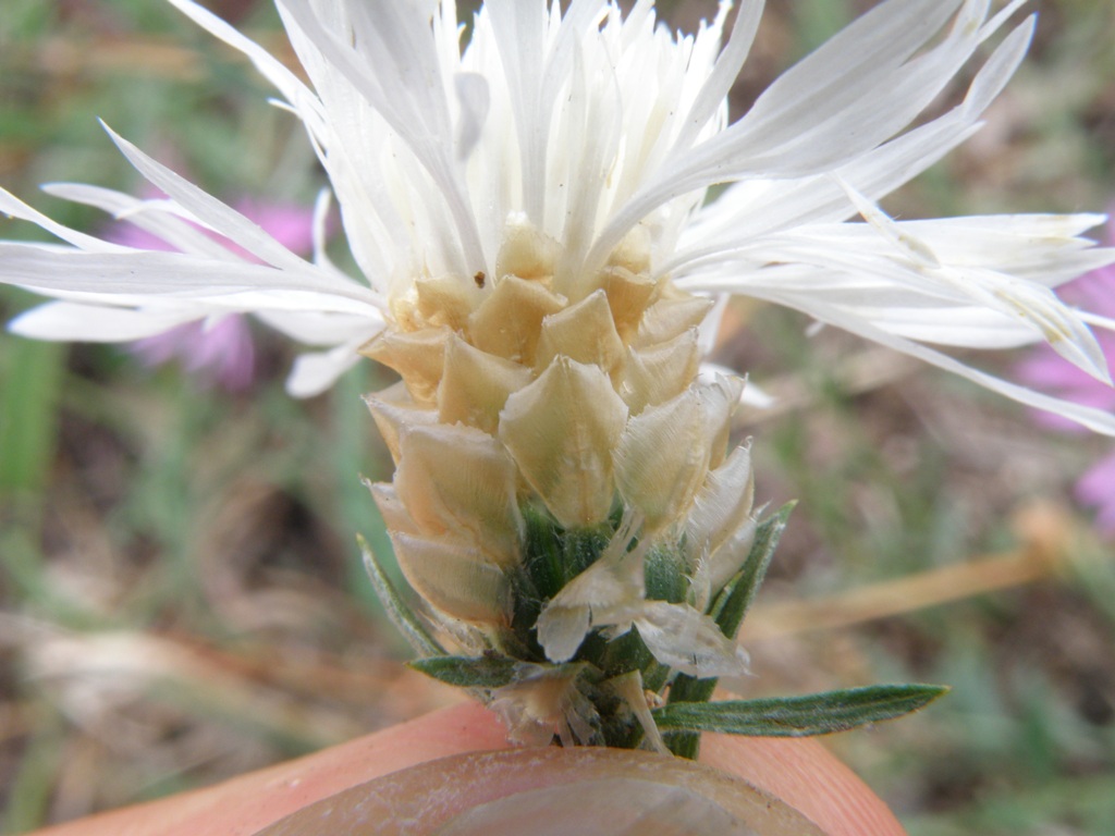 Fiocchi di neve: Centaurea jacea subsp. jacea ?