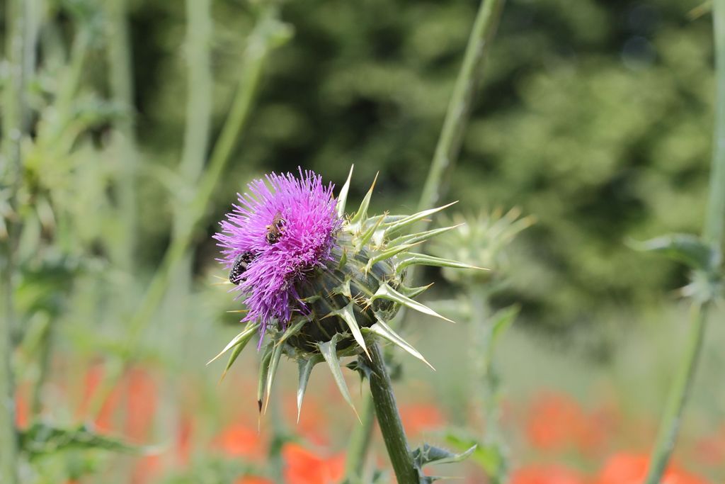 Silybum marianum / Cardo mariano