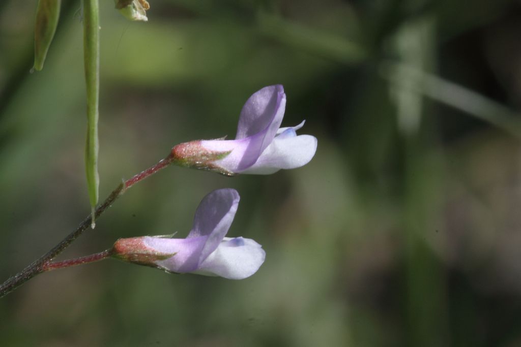 Da determinare - Vicia pubescens?