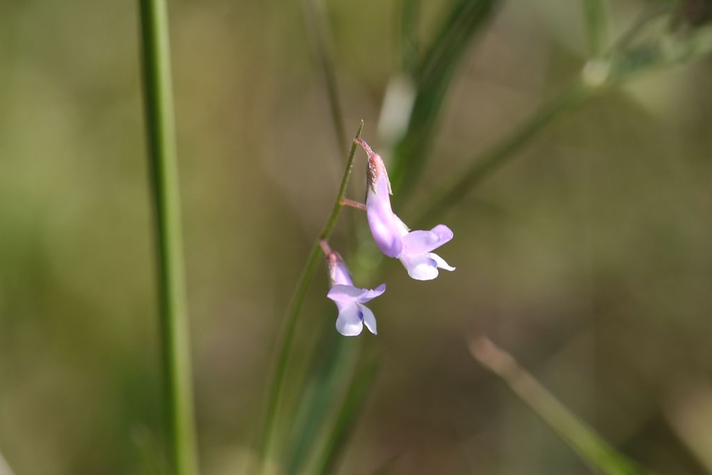 Da determinare - Vicia pubescens?