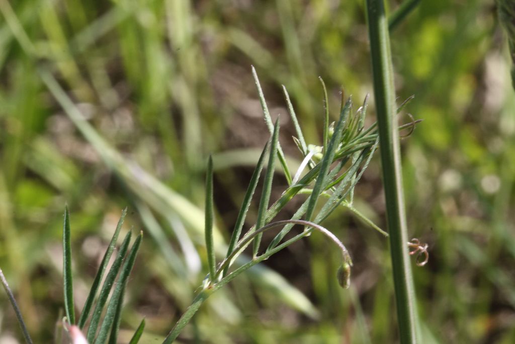 Da determinare - Vicia pubescens?