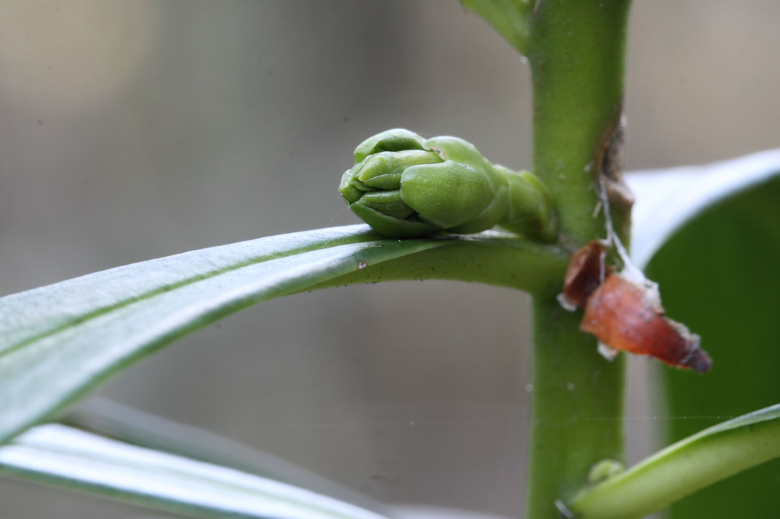 Ci si prepara per il nuovo anno - Daphne laureola