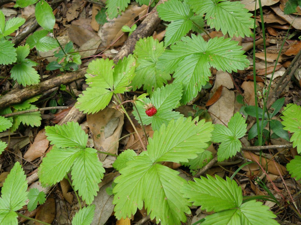 Fragraria viridis