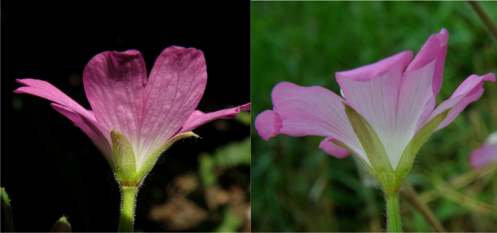 Epilobium hirsutum / Garofanino d''acqua