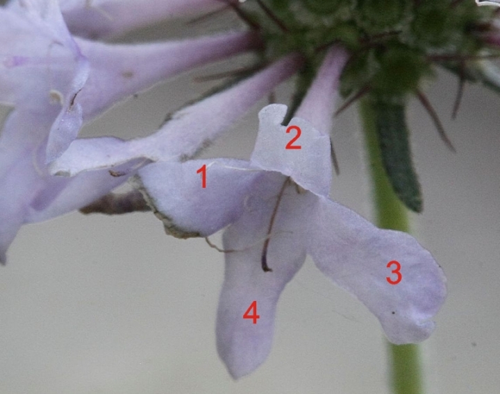 Scabiosa columbaria / Vedovina selvatica