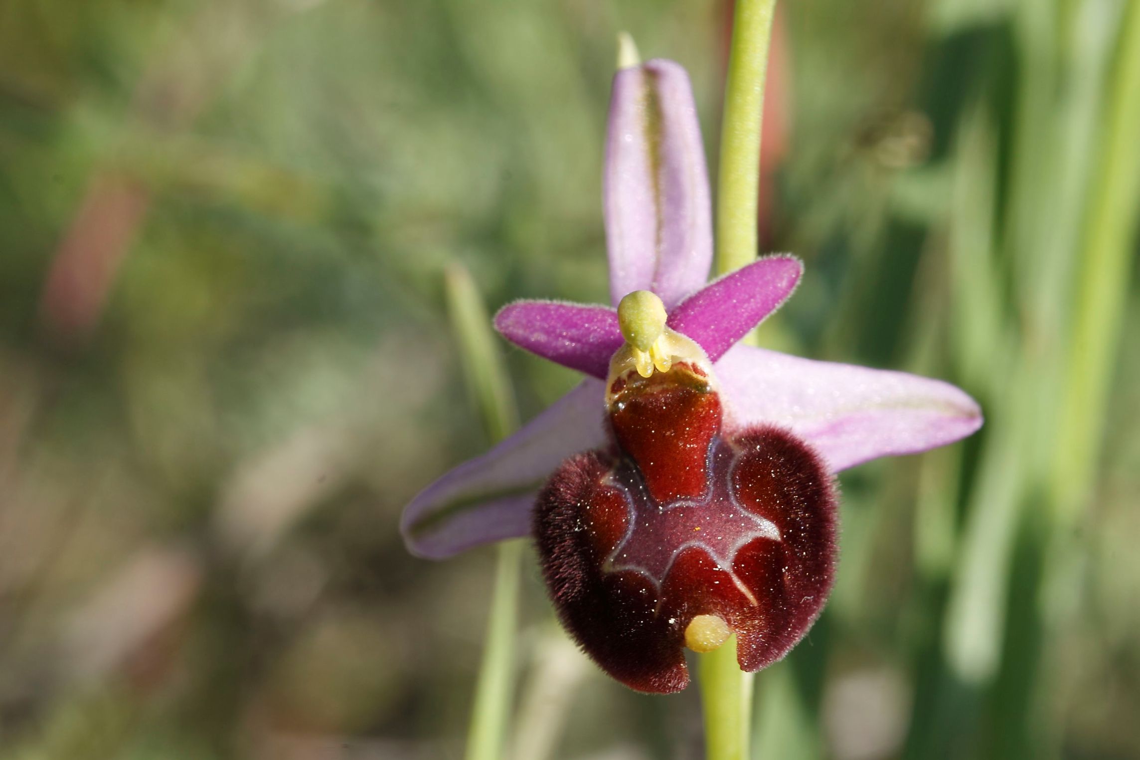 Ophrys ..