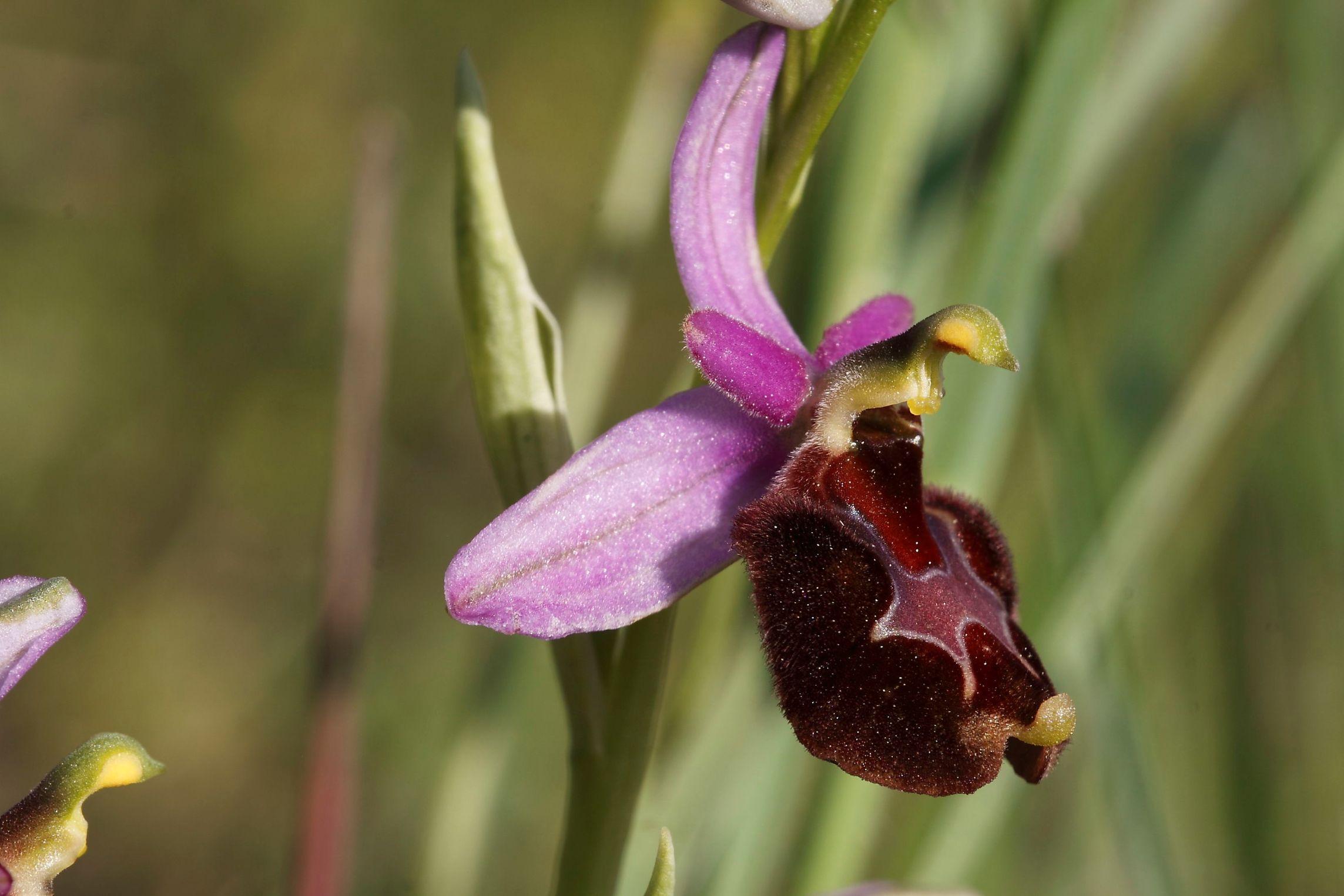 Ophrys ..