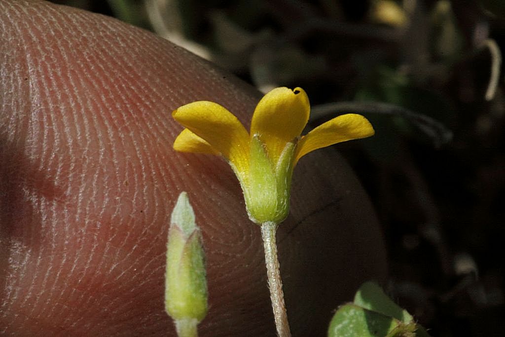 Oxalis dillenii / Acetosella di Dillenius