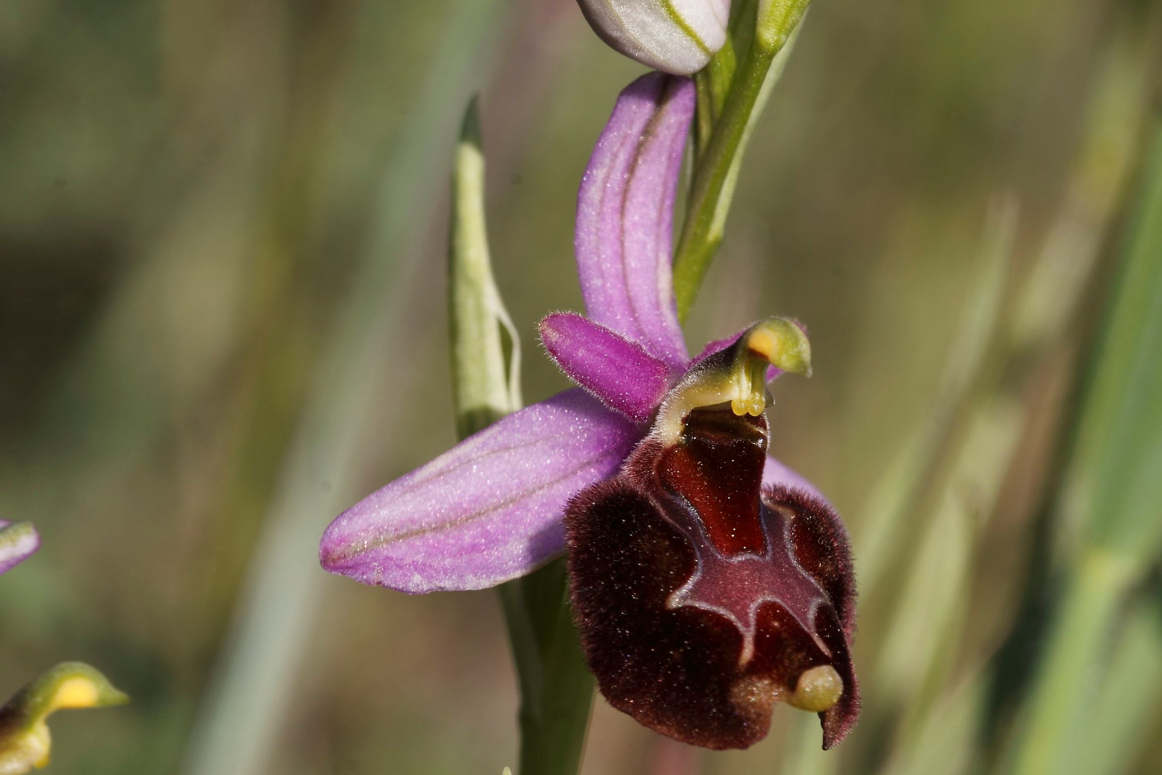 Ophrys ..