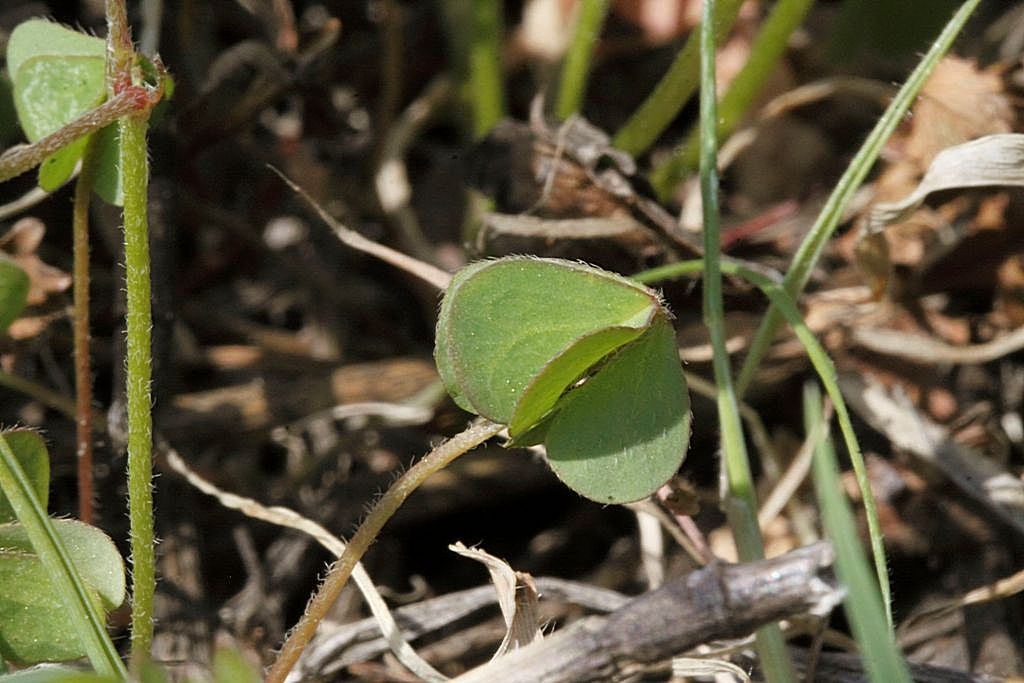 Oxalis dillenii / Acetosella di Dillenius