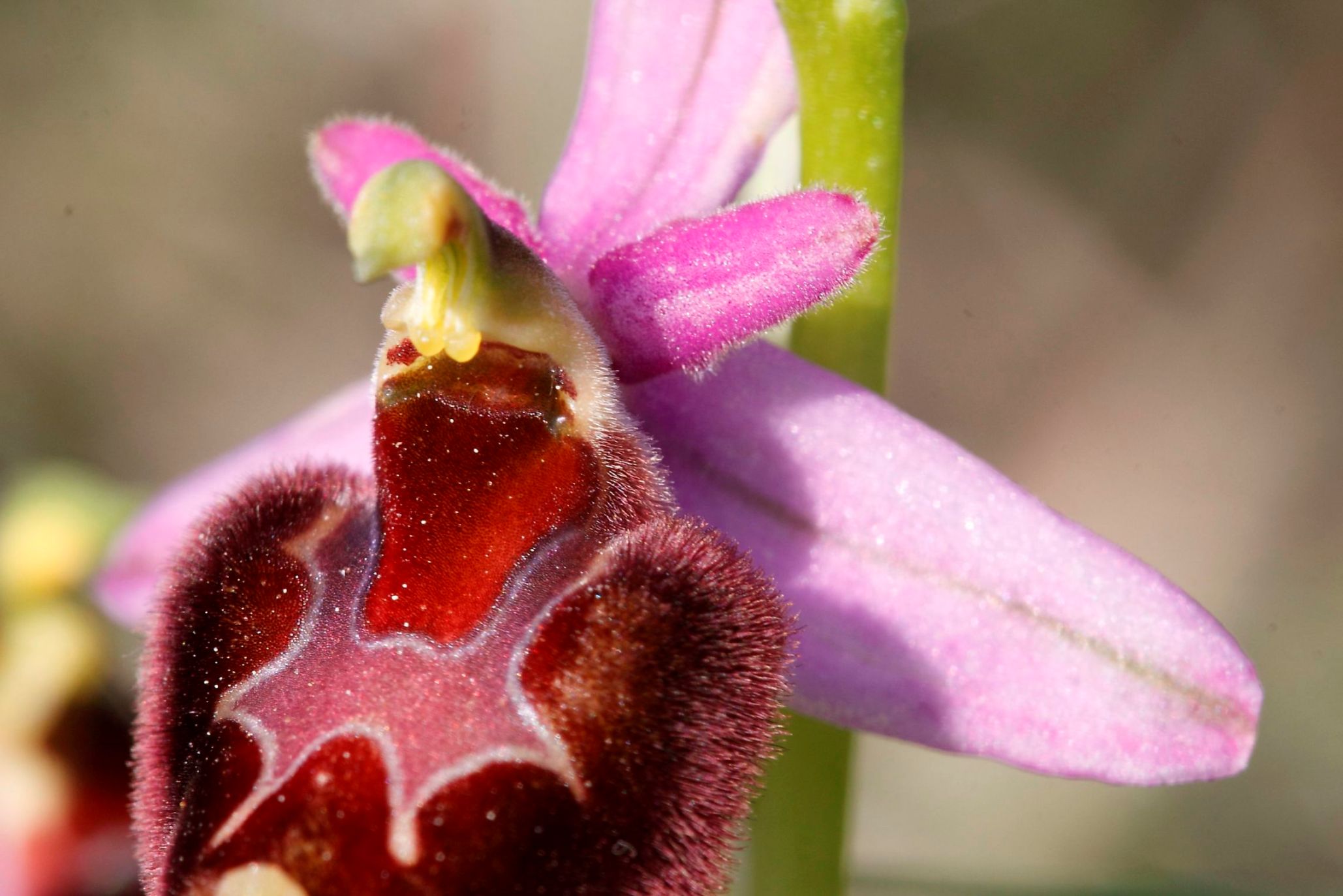 Ophrys ..