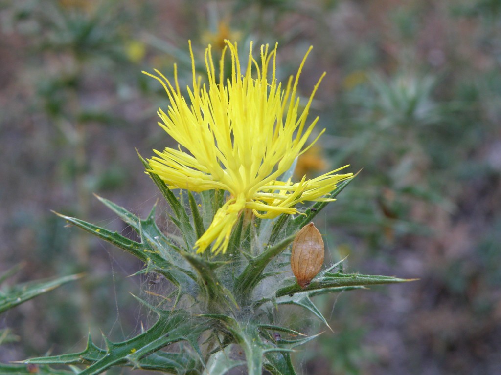 Carthamus lanatus / Zafferanone selvatico