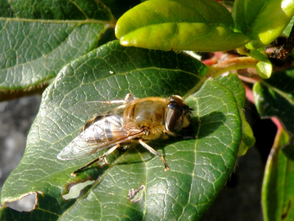 femmina di Eristalis sp.