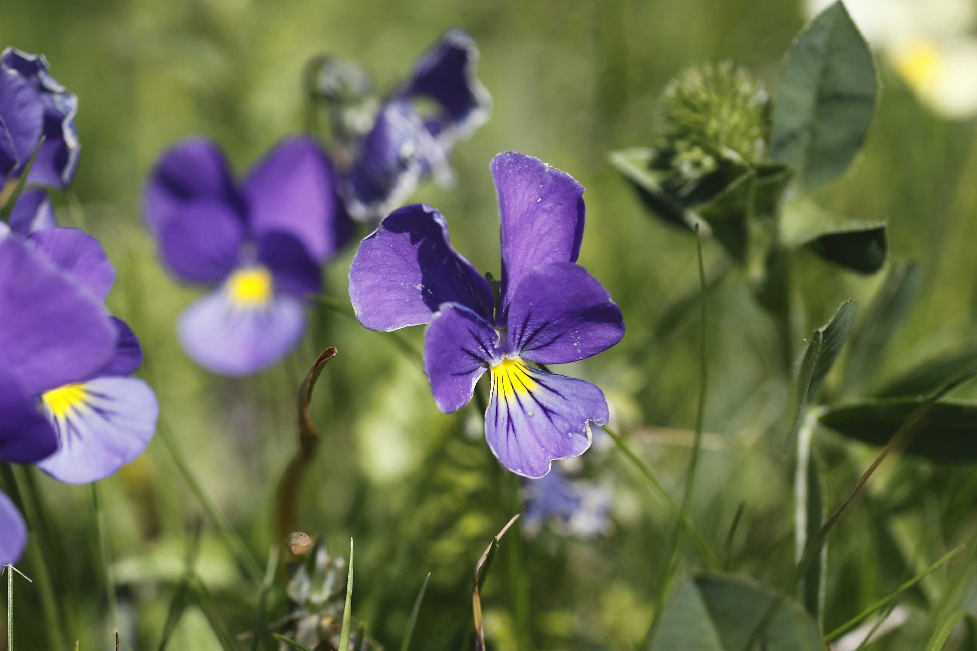 Viola eugeniae