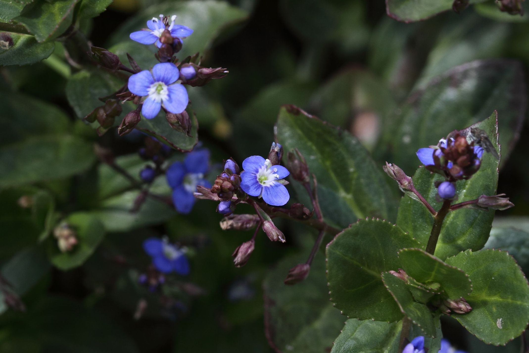 Veronica beccabunga