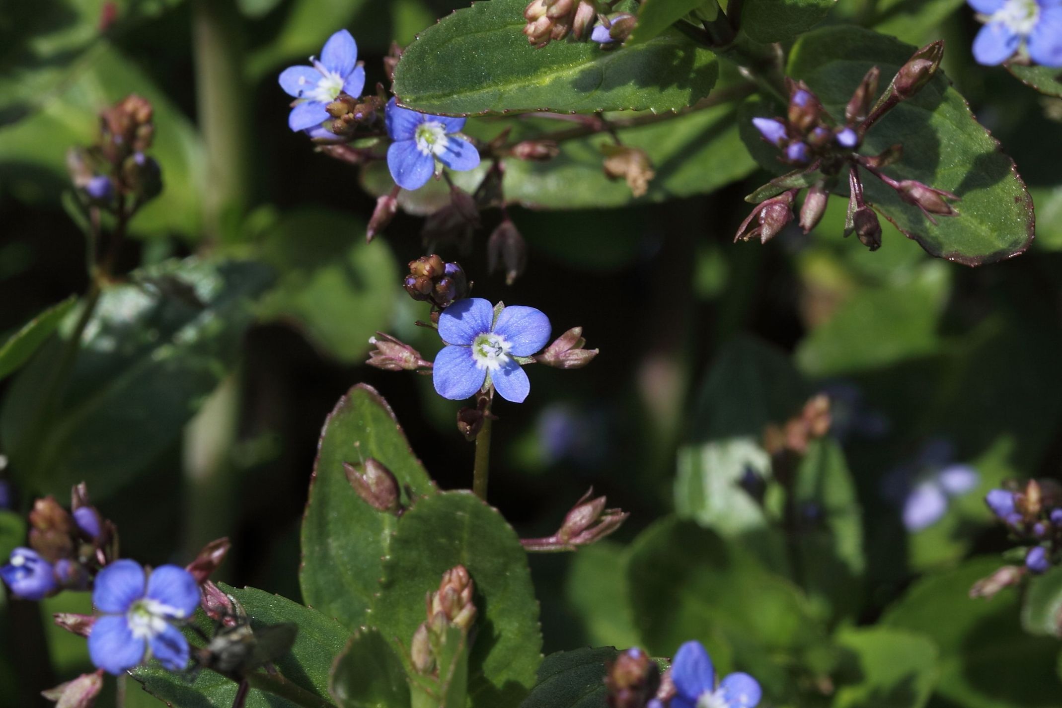 Veronica beccabunga