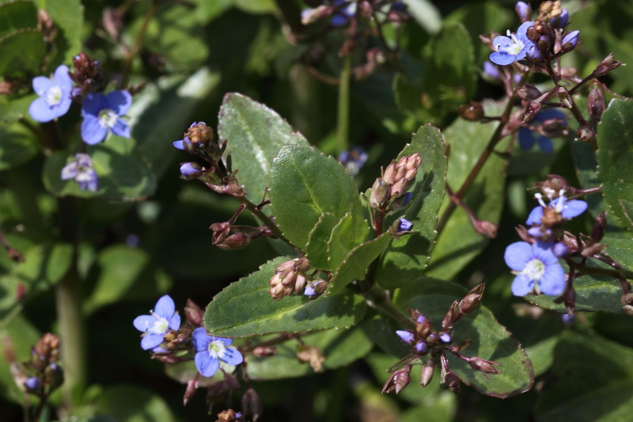 Veronica beccabunga