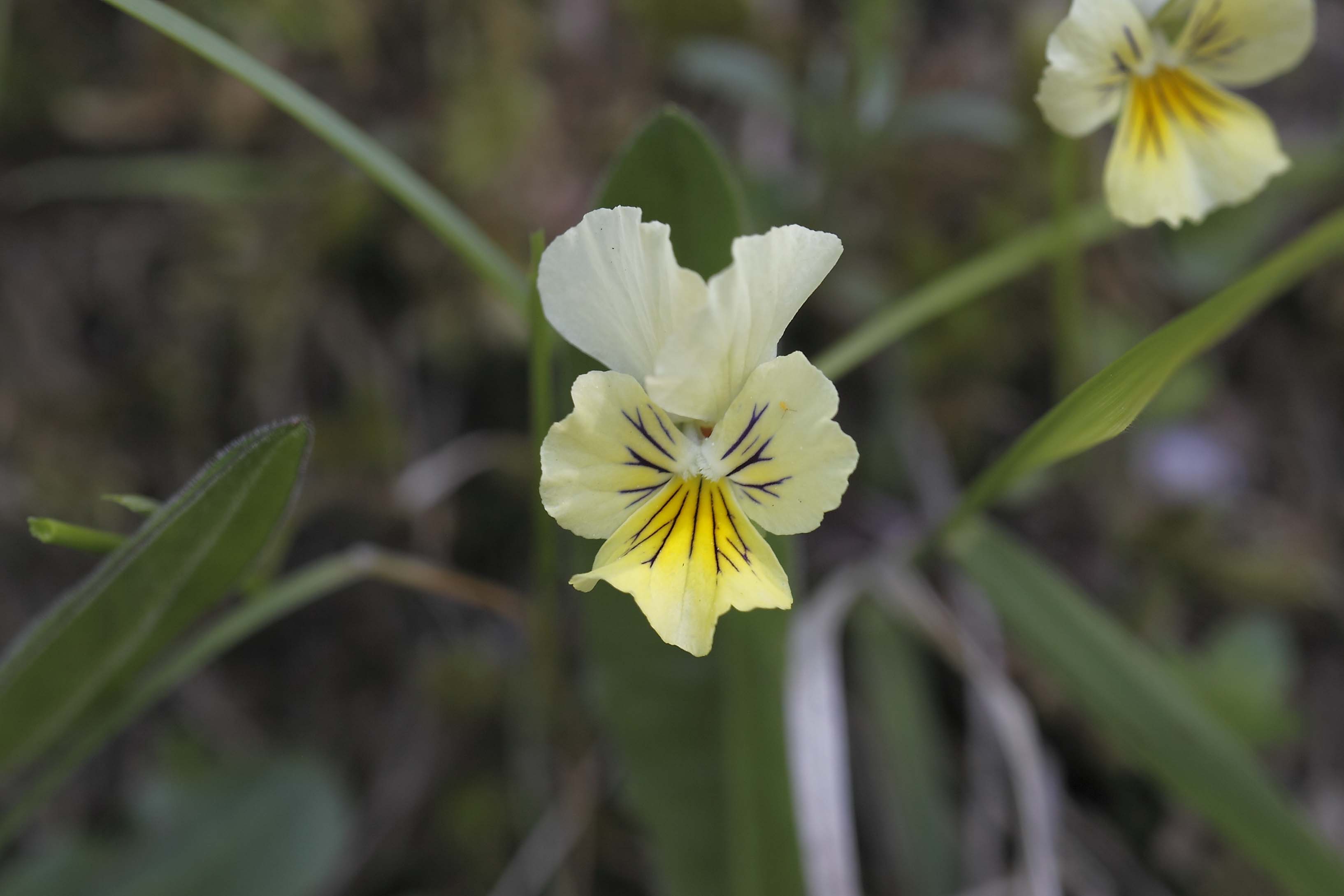 Viola eugeniae