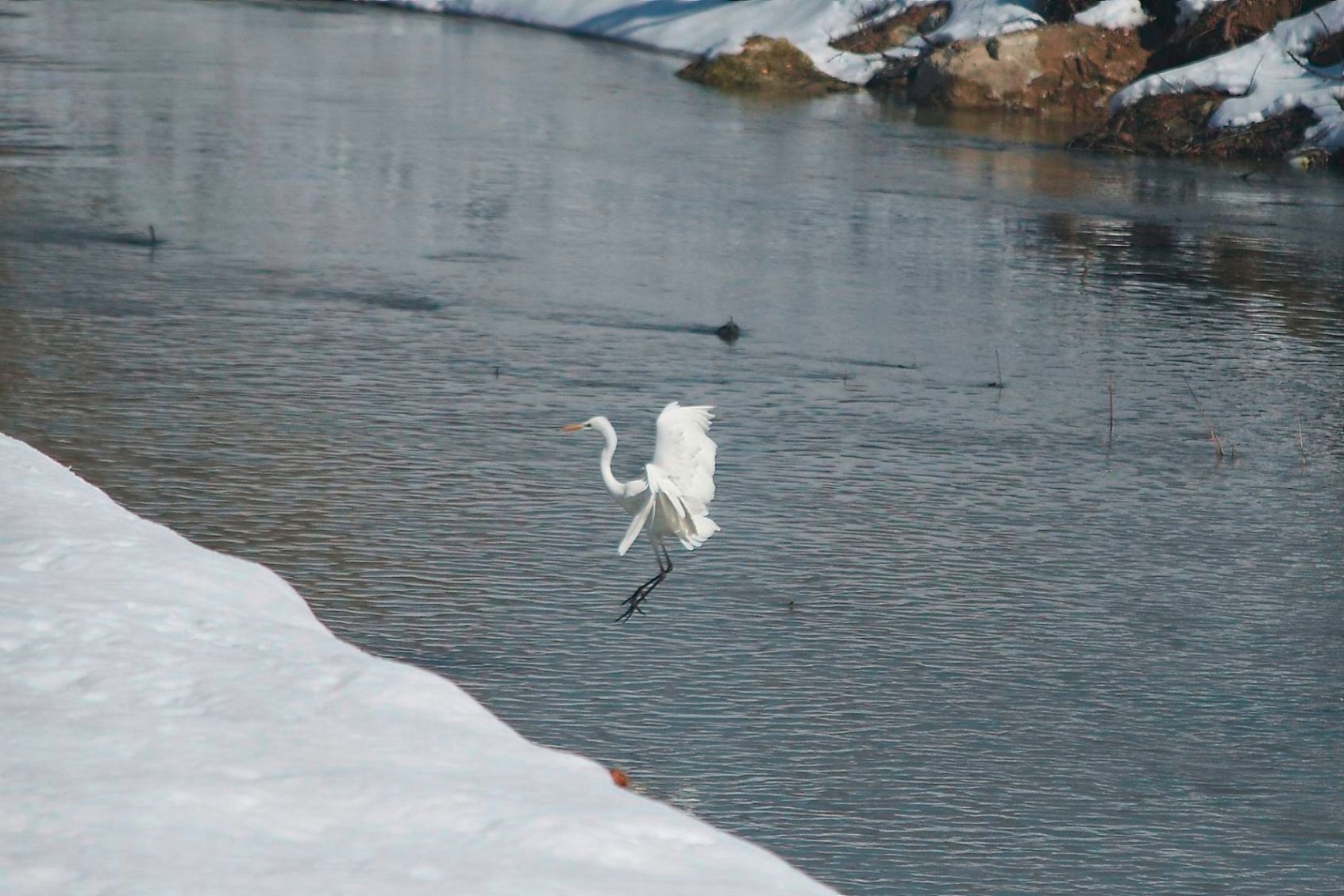 Airone bianco ?