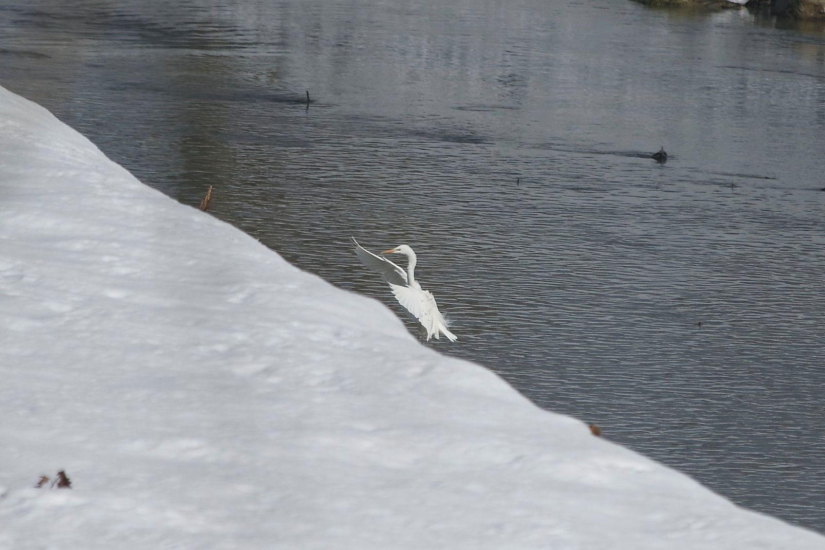 Airone bianco ?