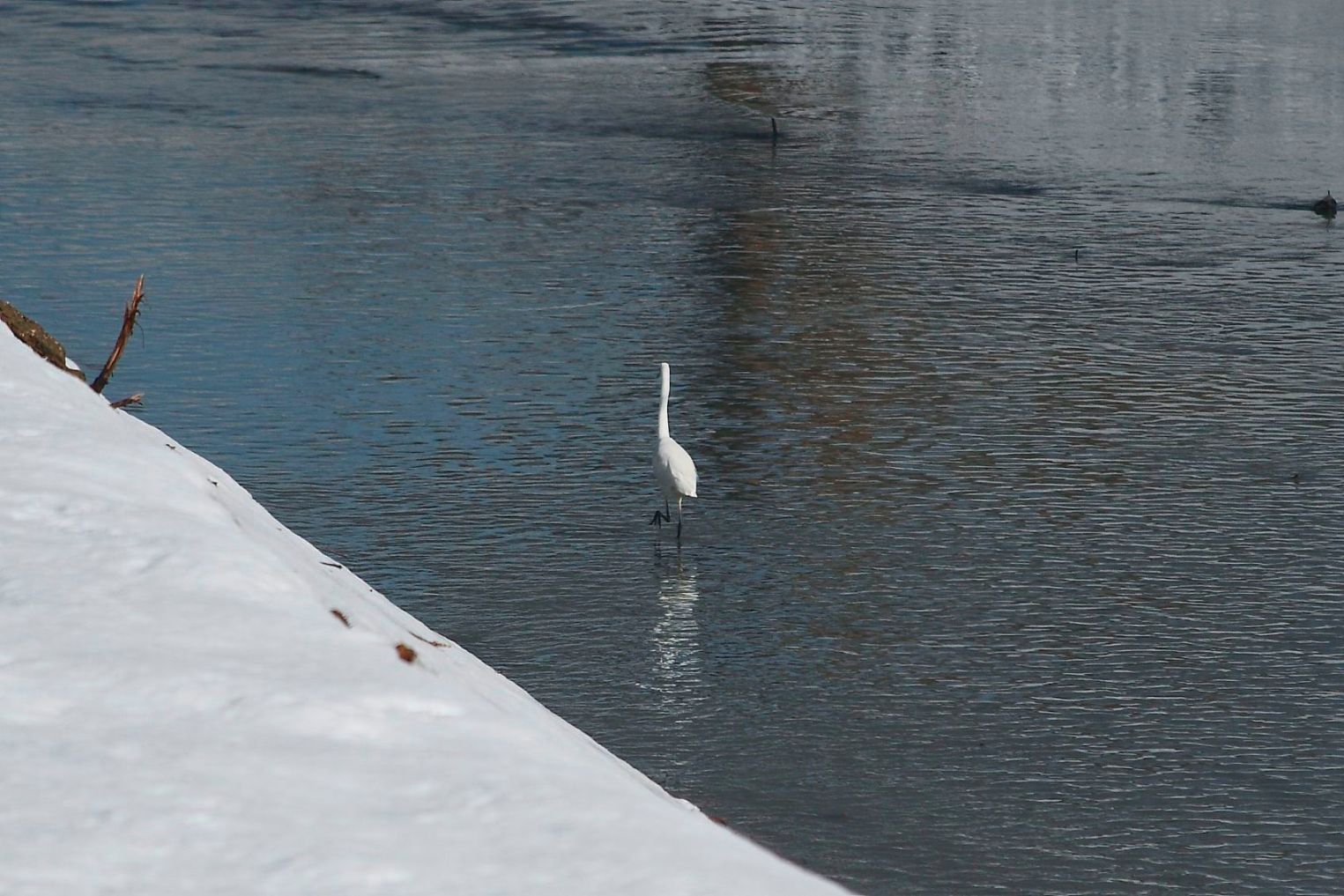 Airone bianco ?