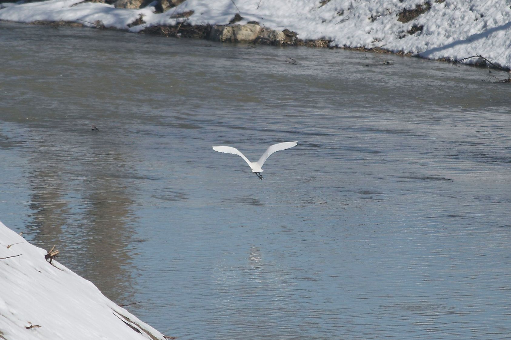 Airone bianco ?