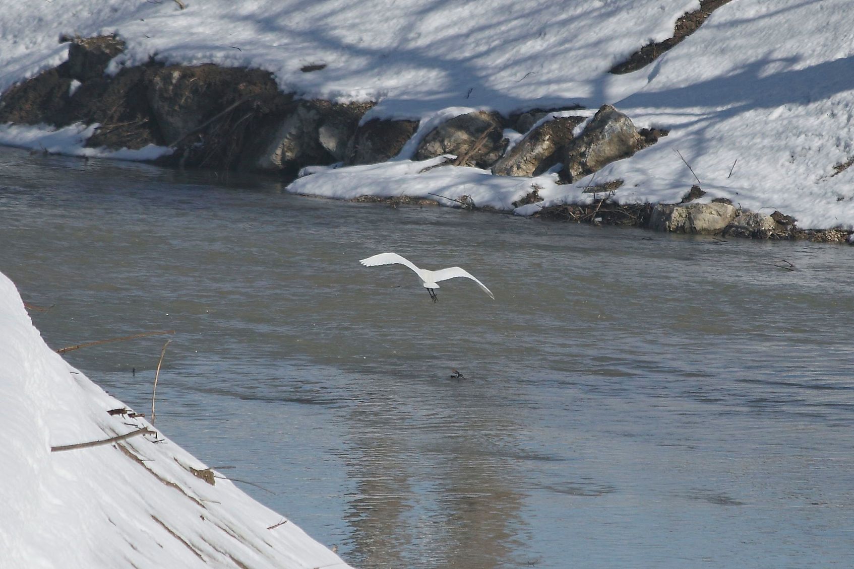 Airone bianco ?