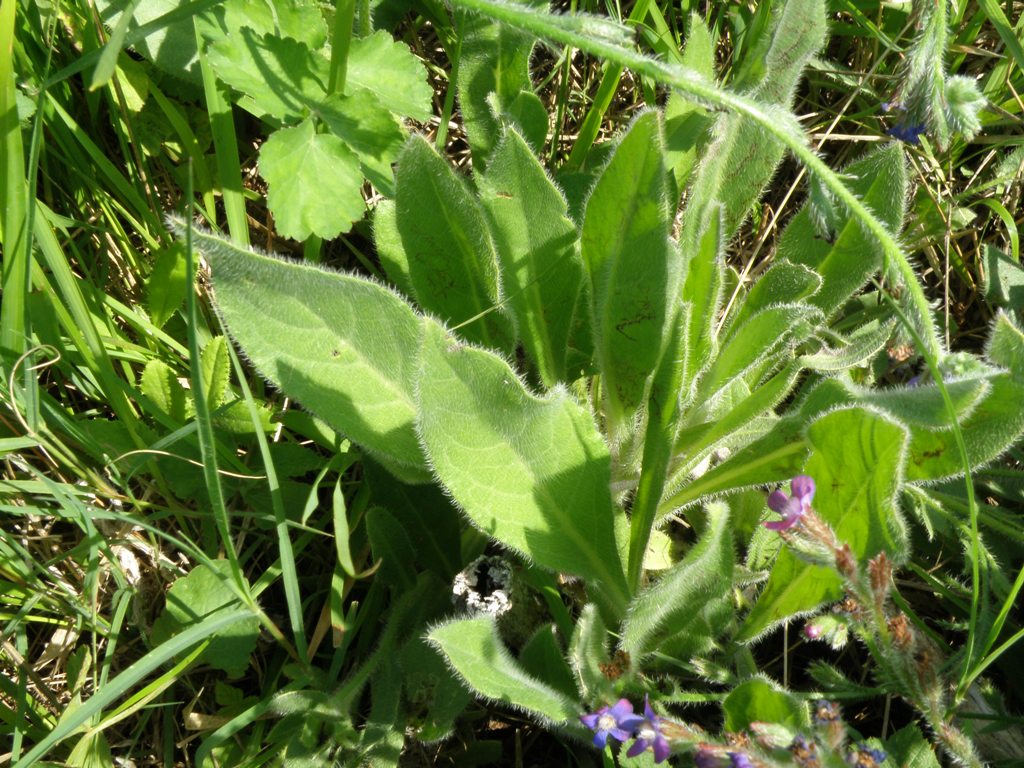 Anchusa con fiori curiosi - Anchusa azurea