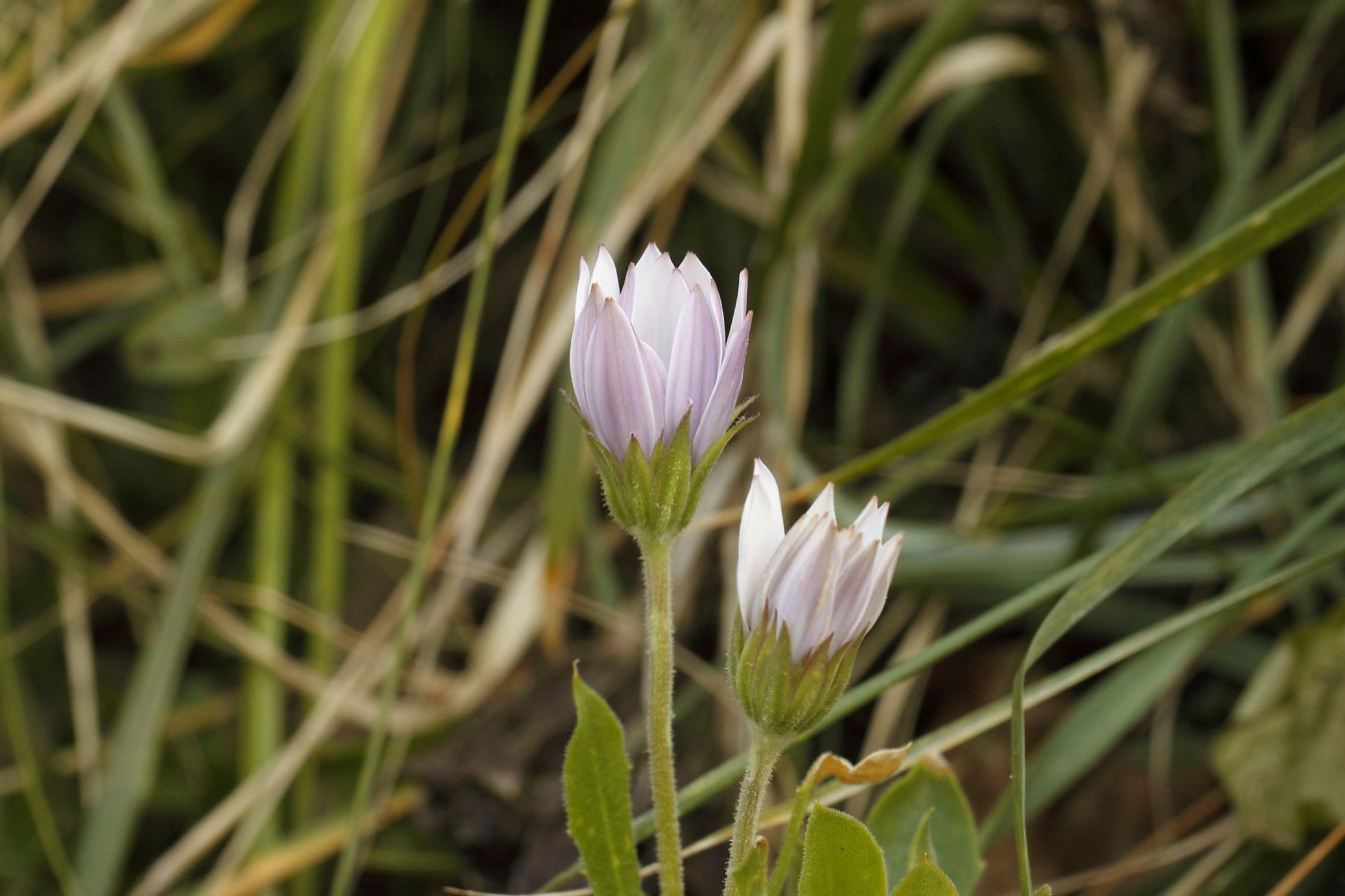 Anemone ...no, Osteospermum ecklonis