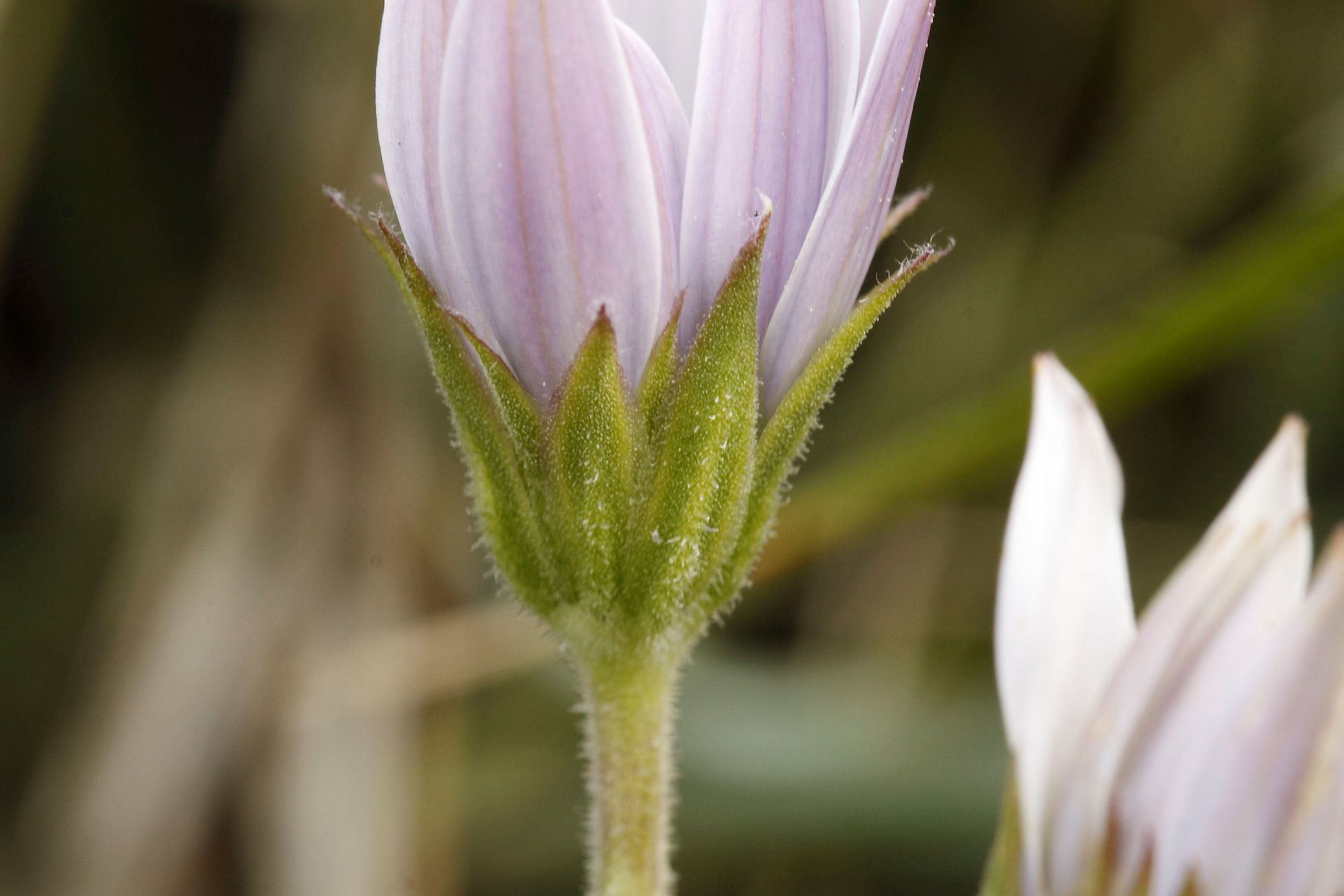 Anemone ...no, Osteospermum ecklonis