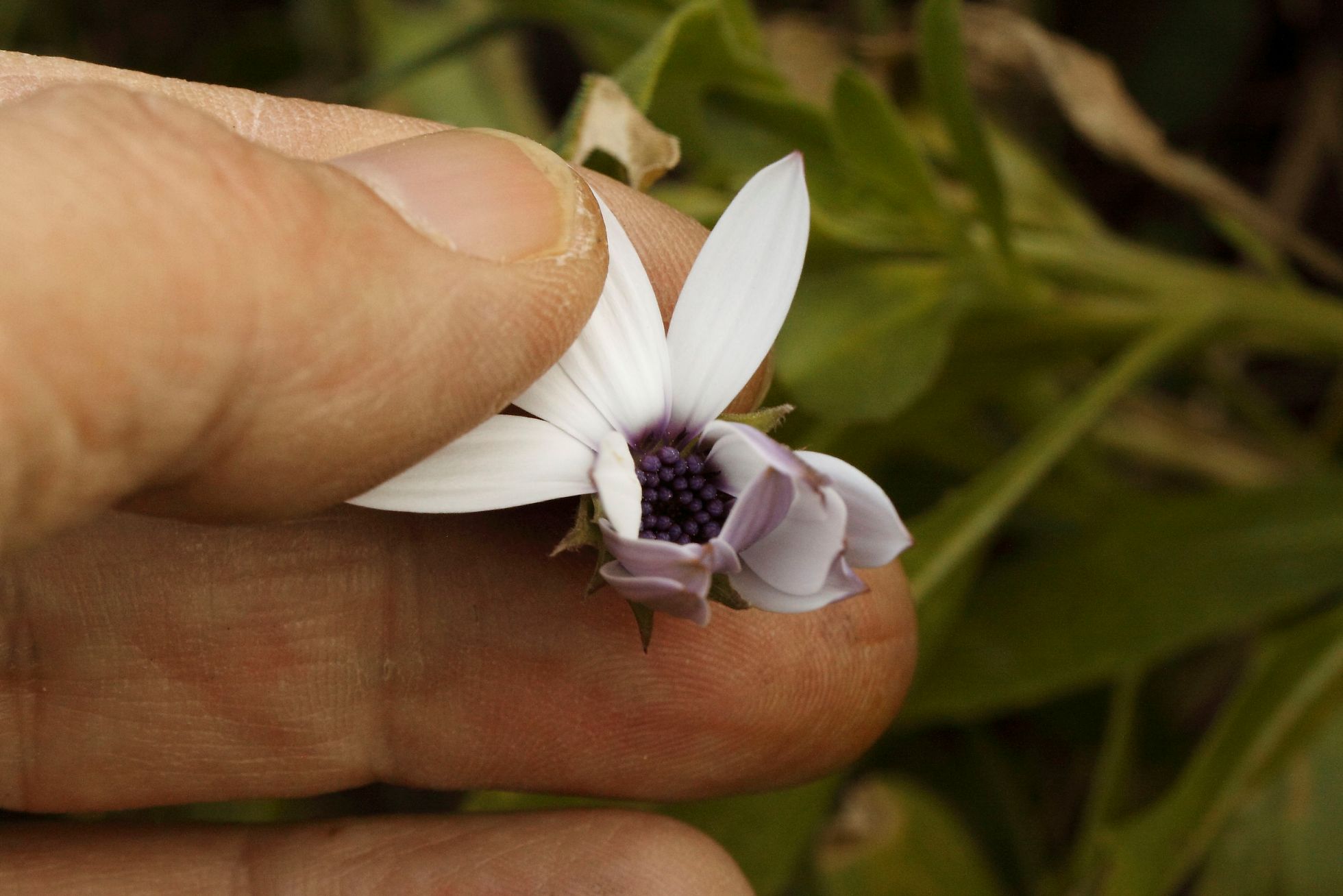 Anemone ...no, Osteospermum ecklonis