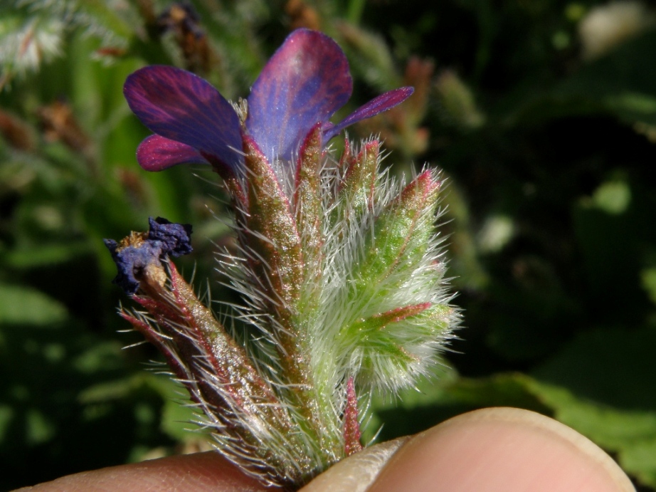 Anchusa con fiori curiosi - Anchusa azurea