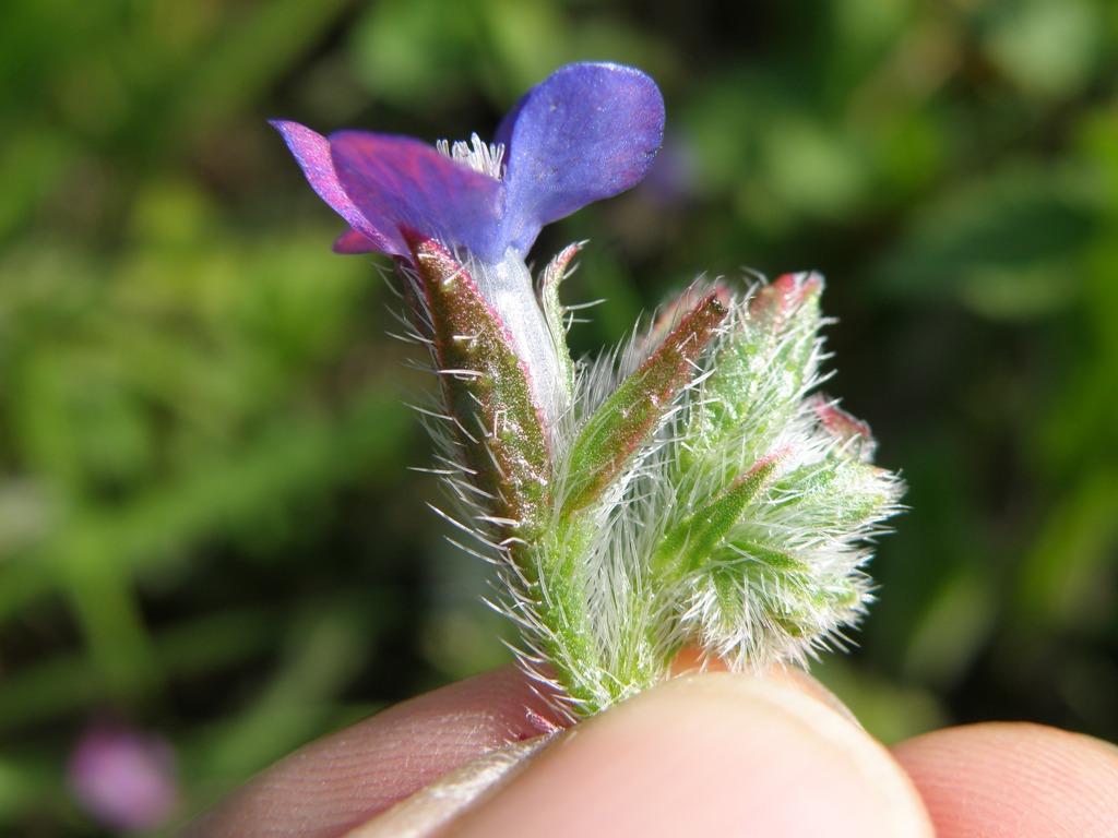 Anchusa con fiori curiosi - Anchusa azurea